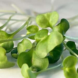 Microgreens delivered to your home