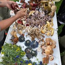 Mushrooms on the Mountain- Chef popup & Mushroom hunting w/ Simbiosis