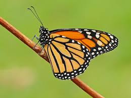 Monarch Butterfly Overnight Tour Feb 5